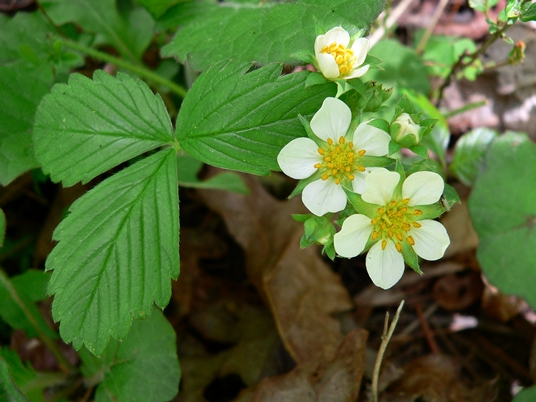 {Fragaria virginiana}
